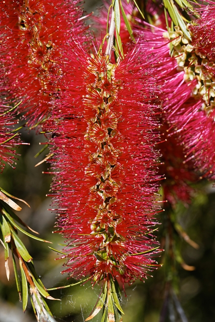 Jardin Botanique de la Bastide-033